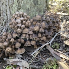 Mycena sp. (Mycena) at Mount Jerrabomberra - 25 Jun 2022 by Steve_Bok