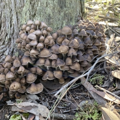 Mycena sp. (genus) (Mycena) at Jerrabomberra, NSW - 25 Jun 2022 by SteveBorkowskis