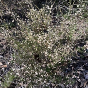 Cryptandra sp. Floriferous (W.R.Barker 4131) W.R.Barker at Jerrabomberra, NSW - 25 Jun 2022