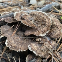 Thelephora terrestris (Earthfan) at QPRC LGA - 25 Jun 2022 by Steve_Bok