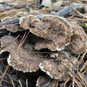 Thelephora terrestris at Jerrabomberra, NSW - 25 Jun 2022