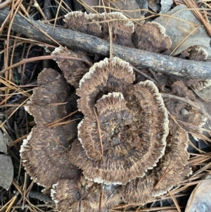 Thelephora terrestris at Jerrabomberra, NSW - 25 Jun 2022