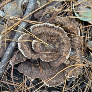 Thelephora terrestris at Jerrabomberra, NSW - 25 Jun 2022