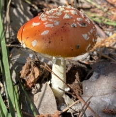 Amanita muscaria (Fly Agaric) at Mount Jerrabomberra QP - 25 Jun 2022 by Steve_Bok