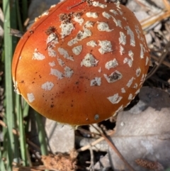 Amanita muscaria at Jerrabomberra, NSW - 25 Jun 2022 12:11 PM