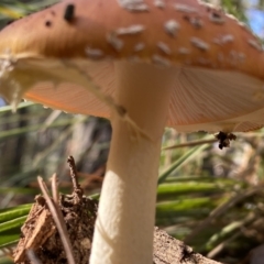 Amanita muscaria at Jerrabomberra, NSW - 25 Jun 2022 12:11 PM