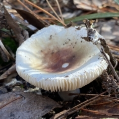 Russula sp. (Russula) at Mount Jerrabomberra - 25 Jun 2022 by Steve_Bok