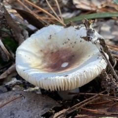 Unidentified Cap on a stem; gills below cap [mushrooms or mushroom-like] (TBC) at Mount Jerrabomberra - 25 Jun 2022 by Steve_Bok
