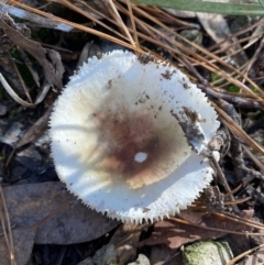 Russula sp. (genus) at Jerrabomberra, NSW - 25 Jun 2022 12:10 PM