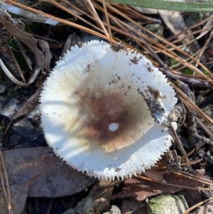 Russula sp. (genus) at Jerrabomberra, NSW - 25 Jun 2022 12:10 PM