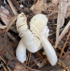 Russula sp. (genus) at Jerrabomberra, NSW - 25 Jun 2022