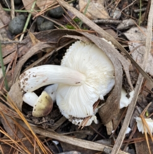 Russula sp. (genus) at Jerrabomberra, NSW - 25 Jun 2022 12:10 PM