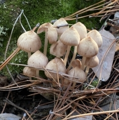 Mycena sp. (genus) (Mycena) at Jerrabomberra, NSW - 25 Jun 2022 by SteveBorkowskis