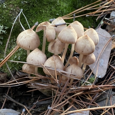 Mycena sp. (genus) (Mycena) at Jerrabomberra, NSW - 25 Jun 2022 by SteveBorkowskis