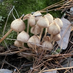Unidentified Fungus (TBC) at Mount Jerrabomberra - 25 Jun 2022 by Steve_Bok