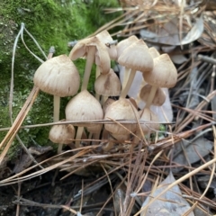 Mycena sp. at Jerrabomberra, NSW - 25 Jun 2022 12:07 PM