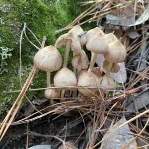 Mycena sp. at Jerrabomberra, NSW - 25 Jun 2022 12:07 PM