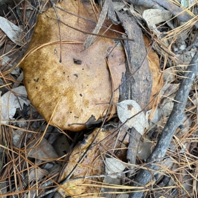 Unverified Cap on a stem; pores below cap [boletes & stemmed polypores] at Jerrabomberra, NSW - 25 Jun 2022 by SteveBorkowskis
