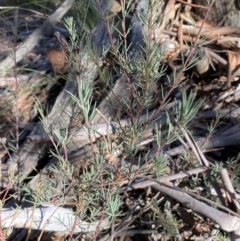 Gompholobium huegelii (Pale Wedge Pea) at Mount Jerrabomberra - 25 Jun 2022 by Steve_Bok