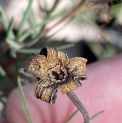 Gompholobium huegelii at Jerrabomberra, NSW - 25 Jun 2022 11:31 AM