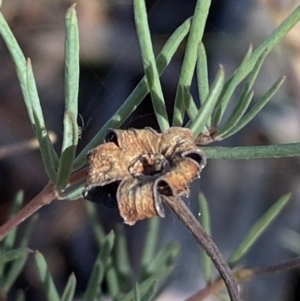 Gompholobium huegelii at Jerrabomberra, NSW - 25 Jun 2022