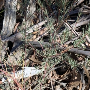 Gompholobium huegelii at Jerrabomberra, NSW - 25 Jun 2022