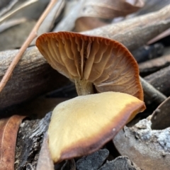 zz agaric (stem; gills not white/cream) at Mount Jerrabomberra - 25 Jun 2022 by Steve_Bok