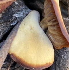 zz agaric (stem; gills not white/cream) at Jerrabomberra, NSW - 25 Jun 2022