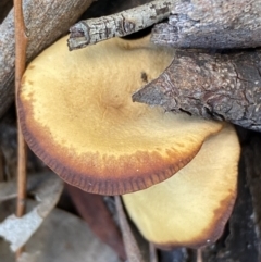 zz agaric (stem; gills not white/cream) at Jerrabomberra, NSW - 25 Jun 2022