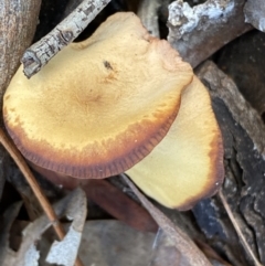 zz agaric (stem; gills not white/cream) at Jerrabomberra, NSW - 25 Jun 2022