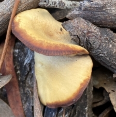 zz agaric (stem; gills not white/cream) at Jerrabomberra, NSW - 25 Jun 2022