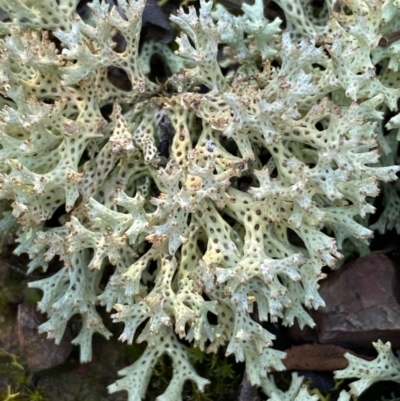 Cladia corallaizon at Mount Jerrabomberra - 25 Jun 2022 by Steve_Bok