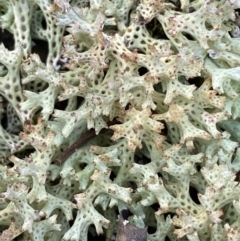Cladia corallaizon at Jerrabomberra, NSW - 25 Jun 2022