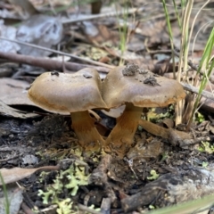 Cortinarius sp. (Cortinarius) at Mount Jerrabomberra - 25 Jun 2022 by Steve_Bok