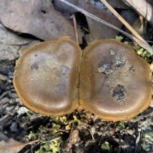 Cortinarius sp. at Jerrabomberra, NSW - 25 Jun 2022