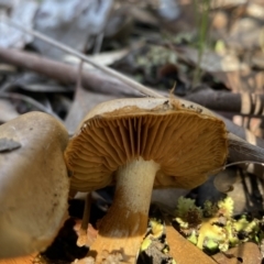 Cortinarius sp. at Jerrabomberra, NSW - 25 Jun 2022