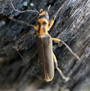 Copidita sp. (genus) at Jerrabomberra, NSW - 25 Jun 2022