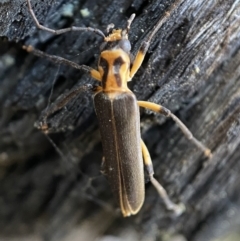 Copidita sp. (genus) (Oedemerid beetle) at Mount Jerrabomberra - 25 Jun 2022 by Steve_Bok