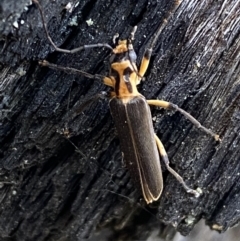 Copidita sp. (genus) at Jerrabomberra, NSW - 25 Jun 2022