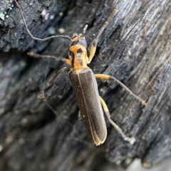 Copidita sp. (genus) at Jerrabomberra, NSW - 25 Jun 2022