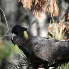 Zanda funerea (Yellow-tailed Black-Cockatoo) at Karabar, NSW - 25 Jun 2022 by Steve_Bok