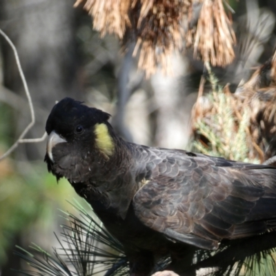 Zanda funerea (Yellow-tailed Black-Cockatoo) at Mount Jerrabomberra QP - 25 Jun 2022 by Steve_Bok