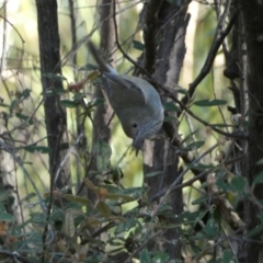 Acanthiza pusilla (Brown Thornbill) at Mount Jerrabomberra - 25 Jun 2022 by Steve_Bok