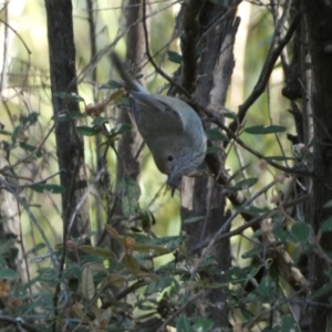 Acanthiza pusilla at Karabar, NSW - 25 Jun 2022