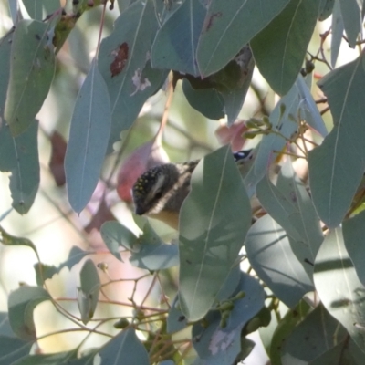 Pardalotus punctatus (Spotted Pardalote) at Jerrabomberra, NSW - 25 Jun 2022 by SteveBorkowskis