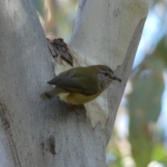 Acanthiza lineata (Striated Thornbill) at Mount Jerrabomberra - 25 Jun 2022 by Steve_Bok