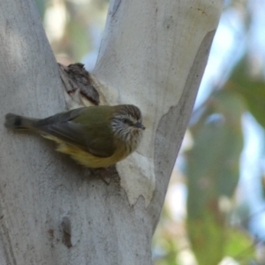 Acanthiza lineata at Jerrabomberra, NSW - 25 Jun 2022 01:54 PM