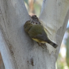 Acanthiza lineata at Jerrabomberra, NSW - 25 Jun 2022 01:54 PM