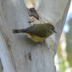 Acanthiza lineata at Jerrabomberra, NSW - 25 Jun 2022