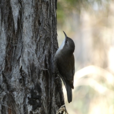 Cormobates leucophaea (White-throated Treecreeper) at Jerrabomberra, NSW - 25 Jun 2022 by SteveBorkowskis